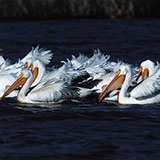  Pelicans 