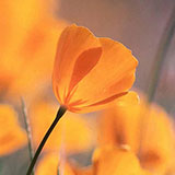  Poppy 