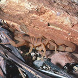  Scorpion 