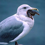  Sea Gull 