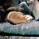  Sea Lion 
