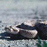  Sidewinder 