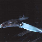  Squid 