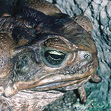  Toad 