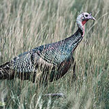  Turkey 