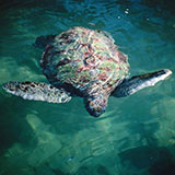  Turtle 