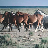  Wild Horses 