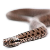  Adder 
