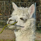  Alpaca 