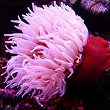  Anemone 