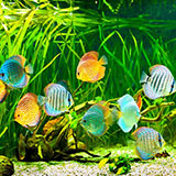  Aquarium 