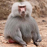  Baboon 