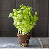  Basil 