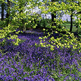  Bluebells 
