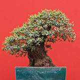  Bonsai 