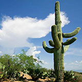  Cactus 