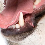  Canine 