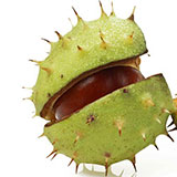  Chestnut 