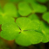  Clover 