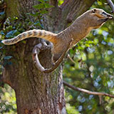  Coati 