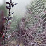  Cobweb 
