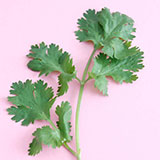  Coriander 