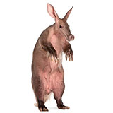  Aardvark 