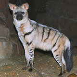  Aardwolf 