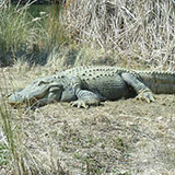  Alligator 