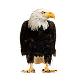  Bald Eagle 