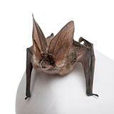  Bat 