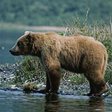  Bear 