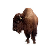  Bison 