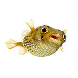  Blowfish 