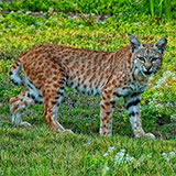  Bobcat 
