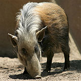  Bushpig 