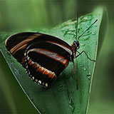  Butterfly 