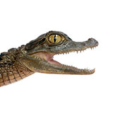  Caiman 