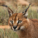  Caracal 