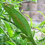  Chameleon 