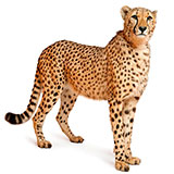  Cheetah 