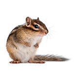  Chipmunk 