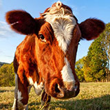  Cow 