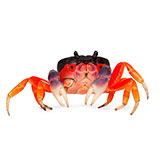  Crab 