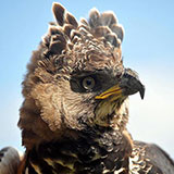  Crowned Eagle 