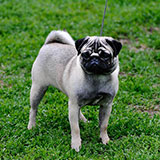  Dog 