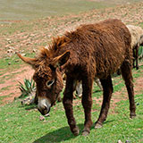  Donkey 