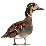  Duck 
