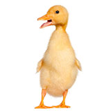  Duckling 