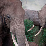  Elephant 